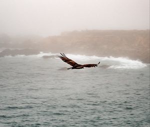 Preview wallpaper bird, predator, flight, sea, rocks