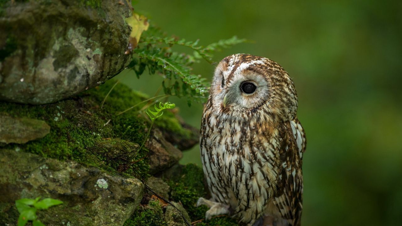 Wallpaper bird, predator, moss, owl
