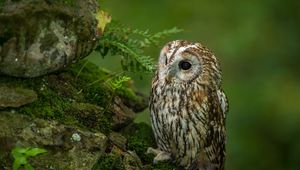 Preview wallpaper bird, predator, moss, owl