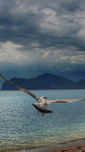 Preview wallpaper bird, predator, sea, flight, wings, flap, mountains, coast