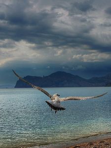 Preview wallpaper bird, predator, sea, flight, wings, flap, mountains, coast