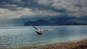 Preview wallpaper bird, predator, sea, flight, wings, flap, mountains, coast