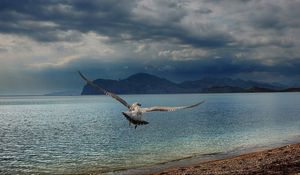 Preview wallpaper bird, predator, sea, flight, wings, flap, mountains, coast