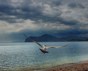 Preview wallpaper bird, predator, sea, flight, wings, flap, mountains, coast