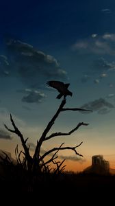 Preview wallpaper bird, predator, silhouette, dusk, art
