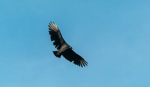 Preview wallpaper bird, predator, wings, flight, sky