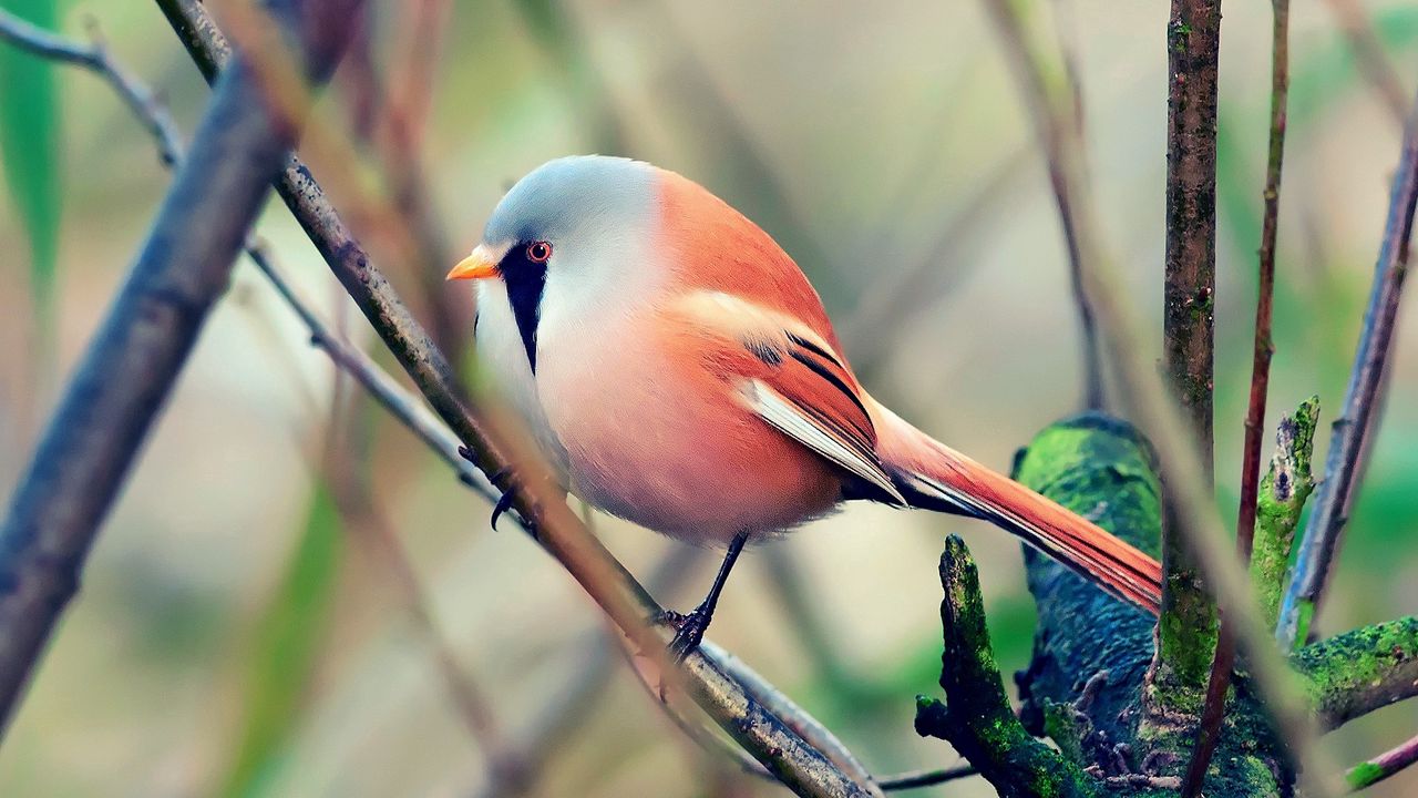 Wallpaper bird, pretty, sit, color