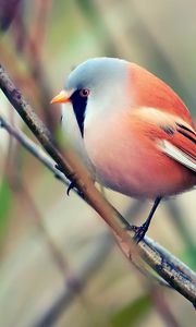 Preview wallpaper bird, pretty, sit, color