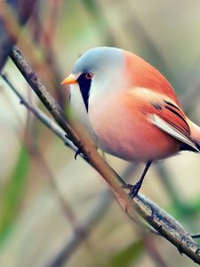 65 Bird Wallpapers HD 4K 5K for PC and Mobile  Download free images  for iPhone Android