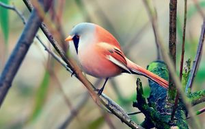 Preview wallpaper bird, pretty, sit, color