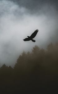 Preview wallpaper bird, raven, fog, trees, dark