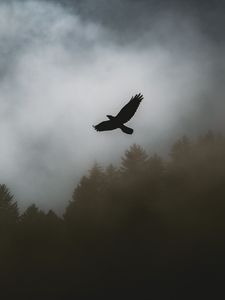 Preview wallpaper bird, raven, fog, trees, dark