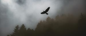 Preview wallpaper bird, raven, fog, trees, dark