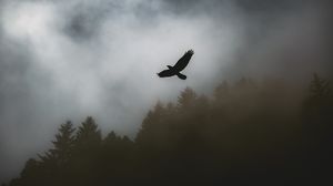 Preview wallpaper bird, raven, fog, trees, dark
