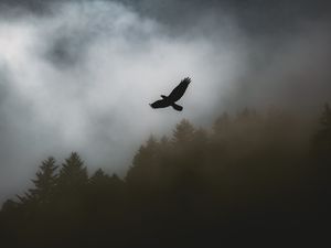 Preview wallpaper bird, raven, fog, trees, dark