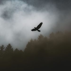Preview wallpaper bird, raven, fog, trees, dark
