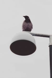 Preview wallpaper bird, raven, lantern, wet, minimalism