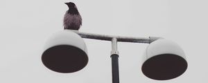 Preview wallpaper bird, raven, lantern, wet, minimalism