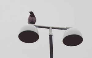 Preview wallpaper bird, raven, lantern, wet, minimalism
