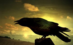Preview wallpaper bird, raven, silhouette, shadow