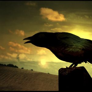 Preview wallpaper bird, raven, silhouette, shadow