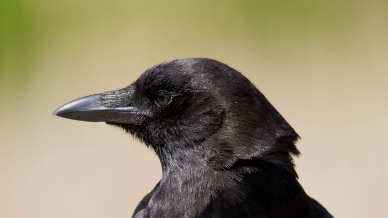 Wallpaper bird, raven, view, profile