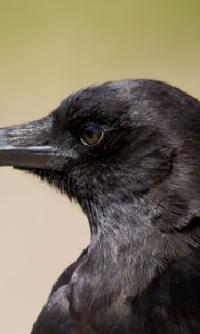 Preview wallpaper bird, raven, view, profile