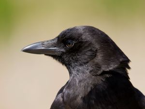 Preview wallpaper bird, raven, view, profile