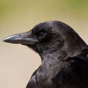 Preview wallpaper bird, raven, view, profile