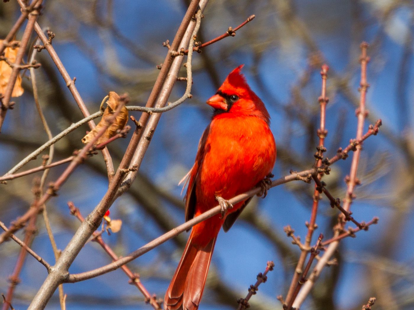 Download wallpaper 1400x1050 bird, red, branches, tree standard 43 hd