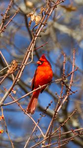 Preview wallpaper bird, red, branches, tree