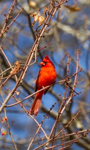 Preview wallpaper bird, red, branches, tree