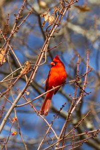 Preview wallpaper bird, red, branches, tree