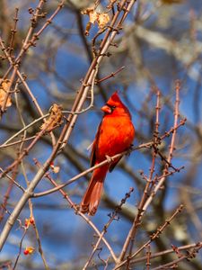 Preview wallpaper bird, red, branches, tree