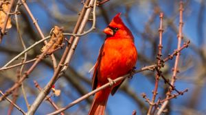 Preview wallpaper bird, red, branches, tree