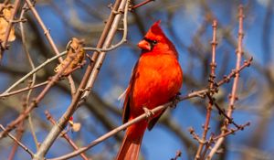 Preview wallpaper bird, red, branches, tree