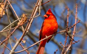 Preview wallpaper bird, red, branches, tree