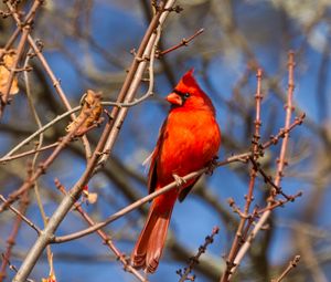 Preview wallpaper bird, red, branches, tree