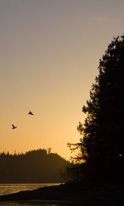 Preview wallpaper bird, river, forest, sunset