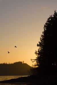 Preview wallpaper bird, river, forest, sunset