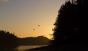 Preview wallpaper bird, river, forest, sunset