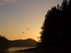 Preview wallpaper bird, river, forest, sunset