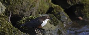 Preview wallpaper bird, rock, sea