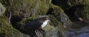 Preview wallpaper bird, rock, sea