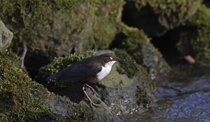 Preview wallpaper bird, rock, sea