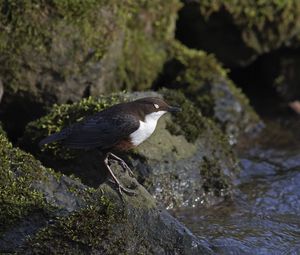 Preview wallpaper bird, rock, sea