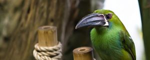 Preview wallpaper bird, rope, wood, sit, beak