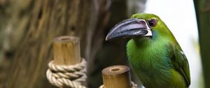 Preview wallpaper bird, rope, wood, sit, beak