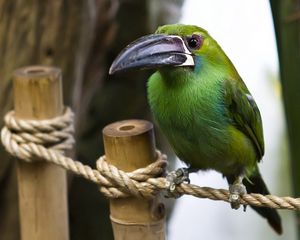 Preview wallpaper bird, rope, wood, sit, beak