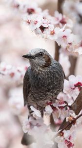 Preview wallpaper bird, sakura, flowers, branches, macro